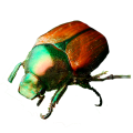 Japanese Beetles